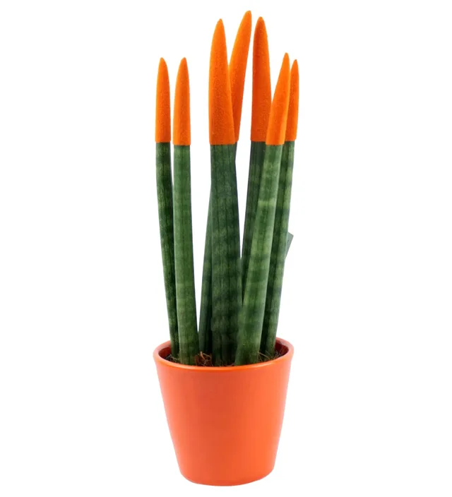 Turuncu Paşa Kılıcı (Sansevieria)